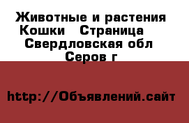 Животные и растения Кошки - Страница 8 . Свердловская обл.,Серов г.